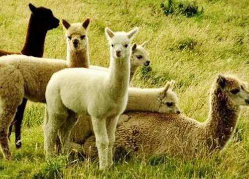 娱乐吃瓜酱羊羊,羊羊酱带你领略娱乐圈风云变幻  第3张